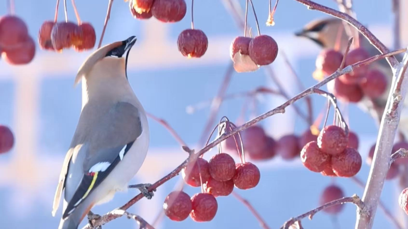 Bohemian_Waxwings_Flock_to_Xinjiang__Marking_a_Conservation_Win video poster