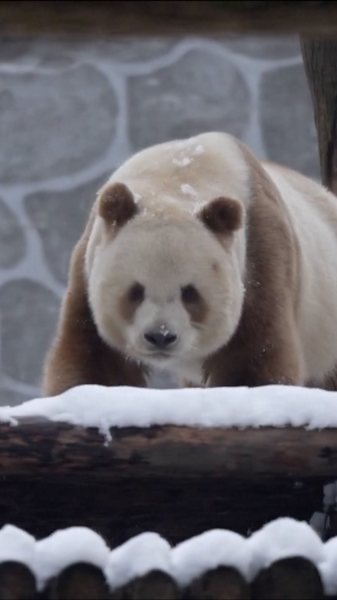 Brown_Panda_Qi_Zai_s_Snowy_Adventures_Melt_Hearts video poster