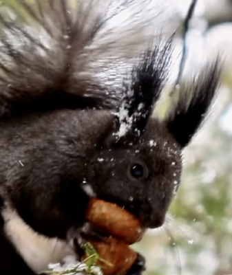 Xiao Han Arrives: Embracing the Coldest Days of the Year ❄️ video poster