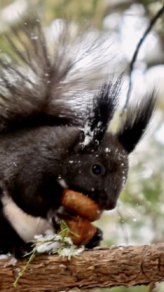 C4DD0YFBB31L4BPRDUSW - Namaste Headlines Xiao Han Arrives: Embracing the Coldest Days of the Year ❄️ video poster