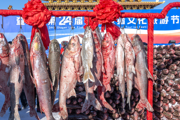 Chagan_Lake_Festival_Hooks_Record_1_7M_Yuan_Fish_Auction