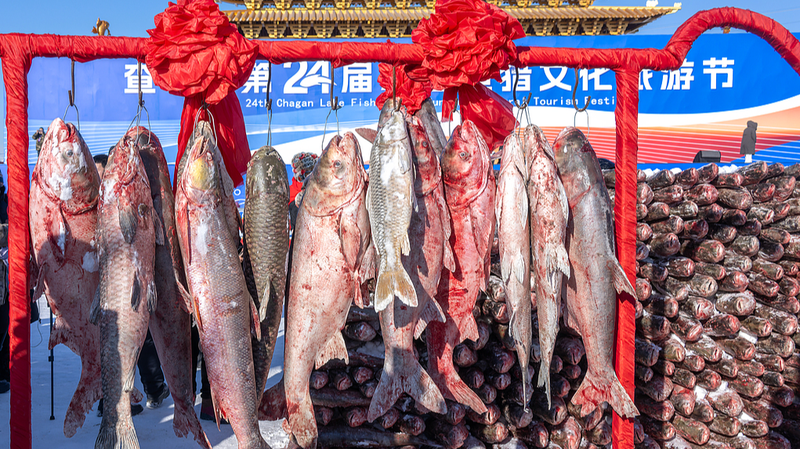 Chagan_Lake_Festival_Hooks_Record_1_7M_Yuan_Fish_Auction