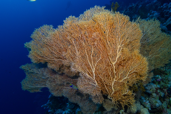 China_Bids_to_Host_UN_High_Seas_Treaty_Secretariat_in_Xiamen