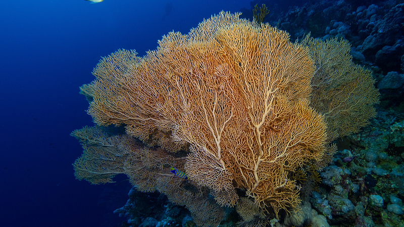 China_Bids_to_Host_UN_High_Seas_Treaty_Secretariat_in_Xiamen