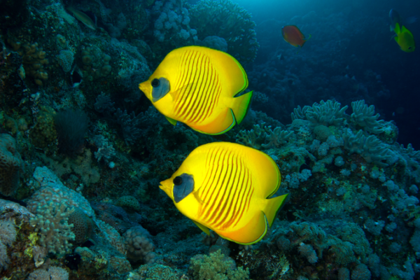 Coral_Reefs_Orchestrate_Daily_Rhythms_of_Ocean_Microbes