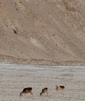Epic_Argali_Sheep_Sprint_Across_Pamir_Plateau_Slopes video poster