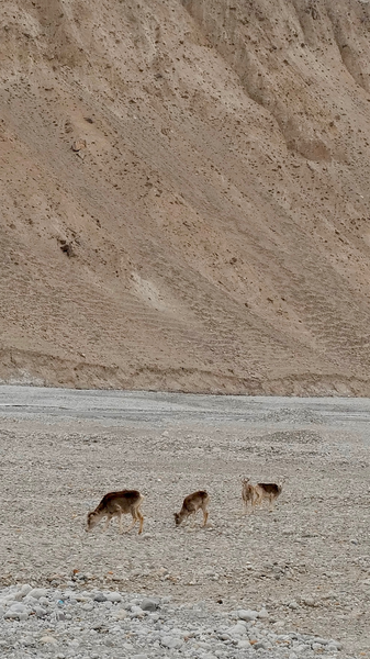 Epic_Argali_Sheep_Sprint_Across_Pamir_Plateau_Slopes video poster