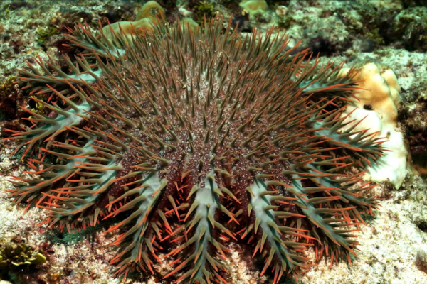 Episode_3__How_Crown_of_Thorns_Starfish_Endanger_South_China_Sea_Corals video poster