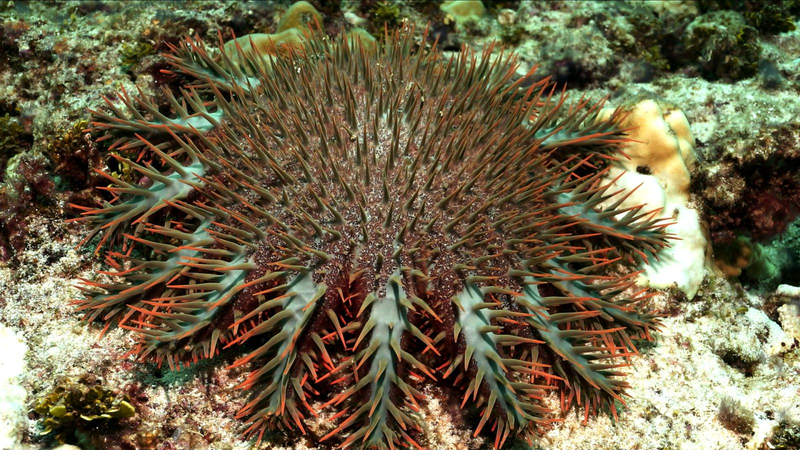 Episode_3__How_Crown_of_Thorns_Starfish_Endanger_South_China_Sea_Corals video poster