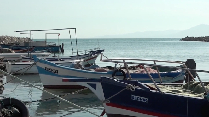 Tunisia’s Illegal Fishing Pushes Great White Sharks to the Brink 🦈 video poster