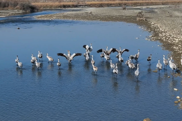 30,000 Migratory Birds Arrive at Xinjiang’s Winter Wetlands video poster