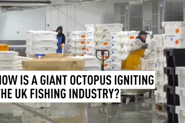 Giant_Octopus_Boom_Revitalizes_UK_Fishing_Industry video poster