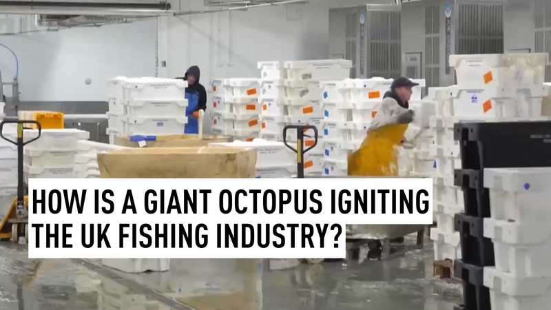 Giant_Octopus_Boom_Revitalizes_UK_Fishing_Industry video poster