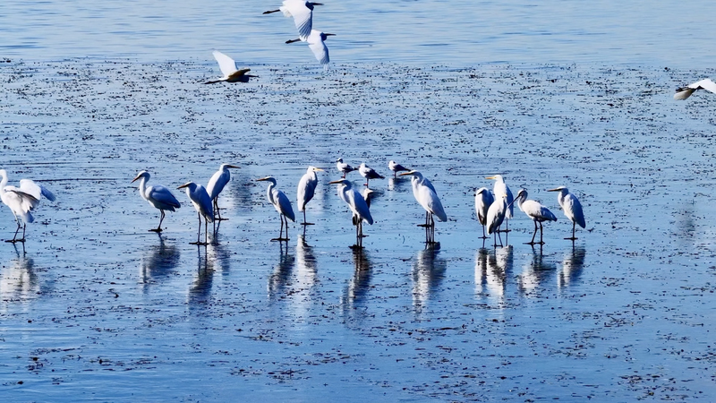 Graceful_Egrets_Return_to_Zhangze_Lake_s_Winter_Wetlands video poster