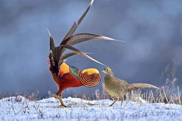 Rare One-Take Video: Golden Pheasant’s Epic Courtship in Shanxi Forest 🦚 video poster