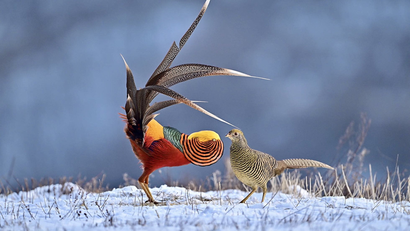 Rare One-Take Video: Golden Pheasant’s Epic Courtship in Shanxi Forest 🦚 video poster