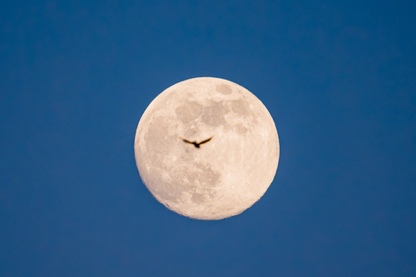 Supermoon Lights Up the Sky Tonight with Quadrantid Meteor Shower! 🌕✨