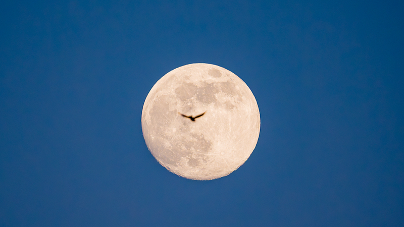 Supermoon Lights Up the Sky Tonight with Quadrantid Meteor Shower! 🌕✨