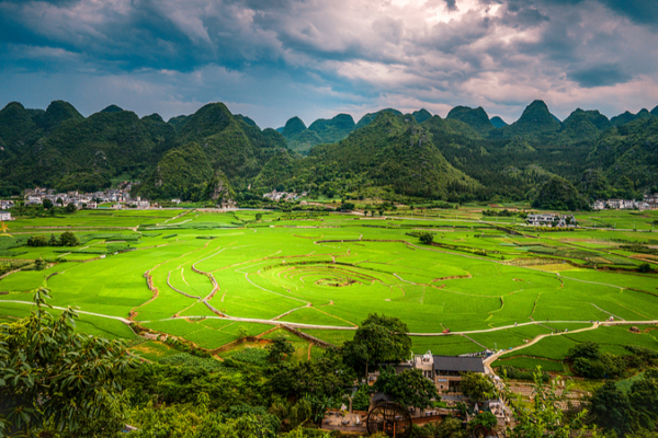 New Lemon-Scented Plant Species Discovered in Guizhou’s Xingyi Geopark