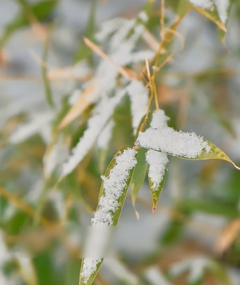 Major Cold Arrives: Gearing Up for Spring Festival! ❄️🌸 video poster