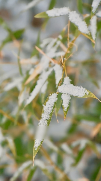 Major Cold Arrives: Gearing Up for Spring Festival! ❄️🌸 video poster