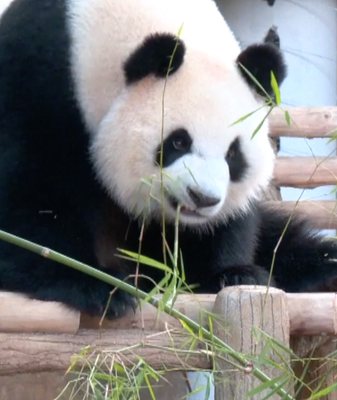 Meet_Chen_Xing___Xiao_Yue__Giant_Pandas_Debut_at_Zoo_Negara__Malaysia video poster