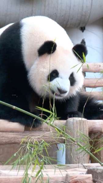 Meet_Chen_Xing___Xiao_Yue__Giant_Pandas_Debut_at_Zoo_Negara__Malaysia video poster