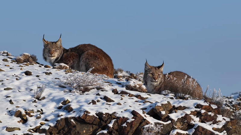 Rare Eurasian Lynx Spotted in Xinjiang's Karamay 🐾 video poster
