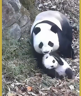 Rare Footage: Panda Mom Carries Cub in Pingwu Forest 🐼 video poster