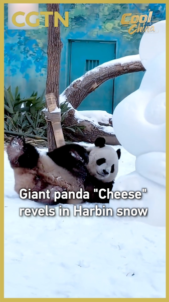 Panda__Cheese__Revels_in_Harbin_Snow__Adorable_Snowplay_ video poster