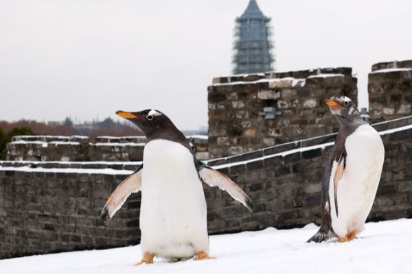 Penguins_Party_in_Snow_at_Nanjing_City_Wall