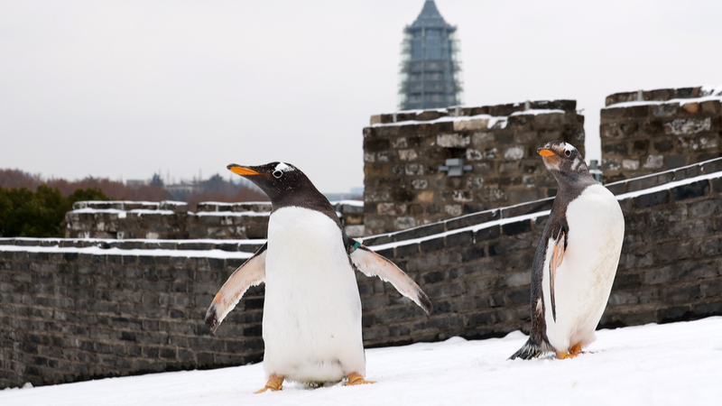 Penguins_Party_in_Snow_at_Nanjing_City_Wall