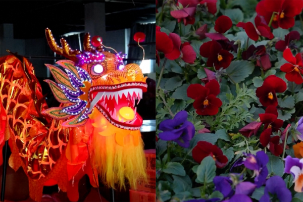 Spring Festival Buzz: China’s Flower Markets & Dragon Lantern Rush video poster