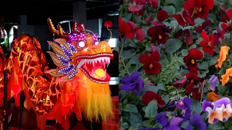 Spring Festival Buzz: China’s Flower Markets & Dragon Lantern Rush video poster