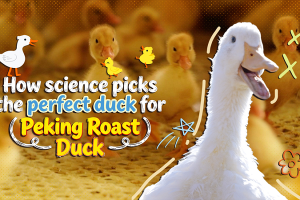 Science___Tech_Behind_the_Perfect_Peking_Roast_Duck video poster