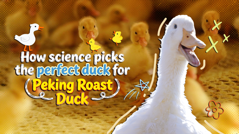 Science___Tech_Behind_the_Perfect_Peking_Roast_Duck video poster