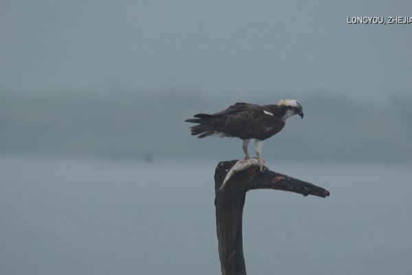 Smart_Monitoring_Boosts_Migratory_Bird_Protection_in_Zhejiang_Wetlands video poster