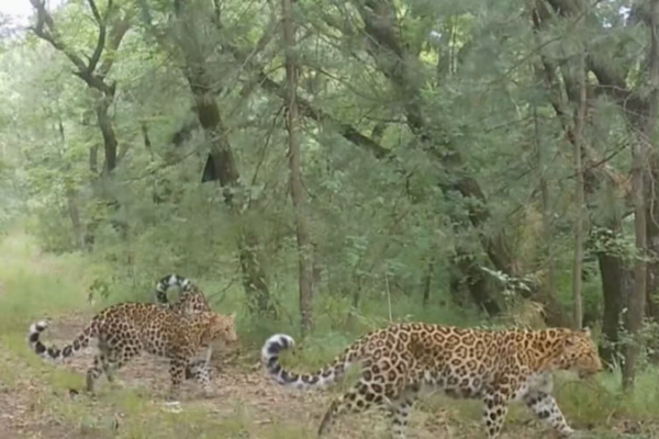 Smart_Tech_Boosts_North_China_Leopard_Habitat_in_Gansu video poster