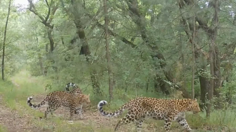 Smart_Tech_Boosts_North_China_Leopard_Habitat_in_Gansu video poster