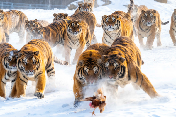 Snow_Season_Sparks_Tourism_Surge_at_Heilongjiang_s_Siberian_Tiger_Park