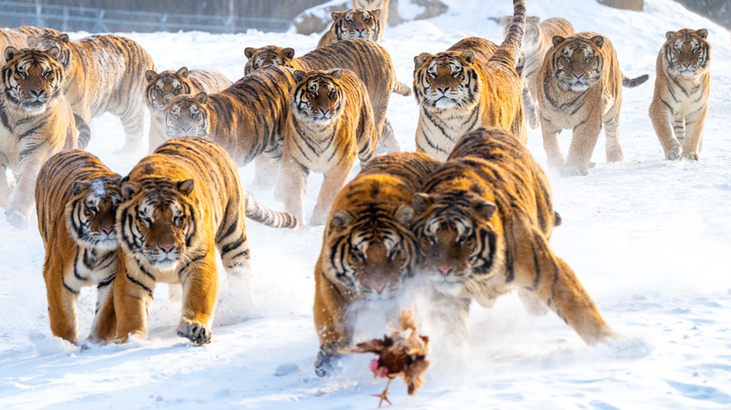 Snow_Season_Sparks_Tourism_Surge_at_Heilongjiang_s_Siberian_Tiger_Park