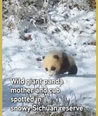 Snowy_Sichuan__Wild_Panda_Mom___Cub_Caught_on_Infrared_Cameras video poster