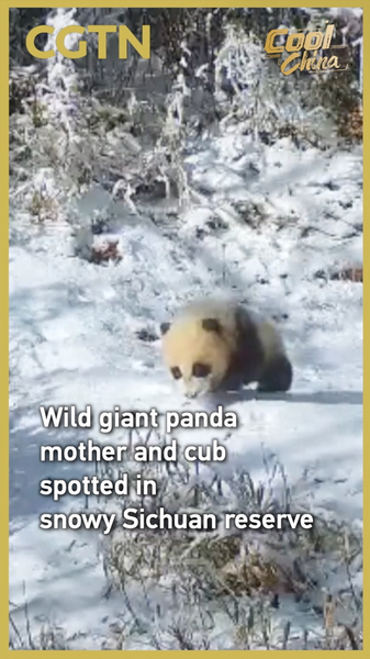 Snowy_Sichuan__Wild_Panda_Mom___Cub_Caught_on_Infrared_Cameras video poster