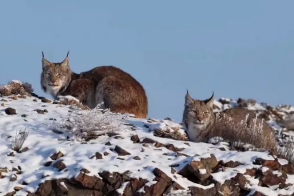 Snowy_Surprise__First_Ever_Eurasian_Lynx_Sighting_in_Karamay video poster