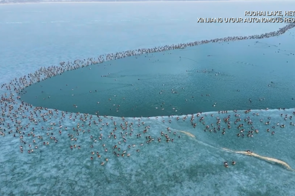 Nearly 10,000 Birds Find Winter Refuge at Xinjiang’s Frozen Ruohai Lake video poster
