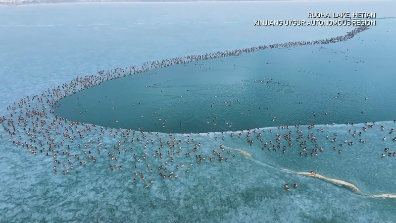 Nearly 10,000 Birds Find Winter Refuge at Xinjiang’s Frozen Ruohai Lake video poster
