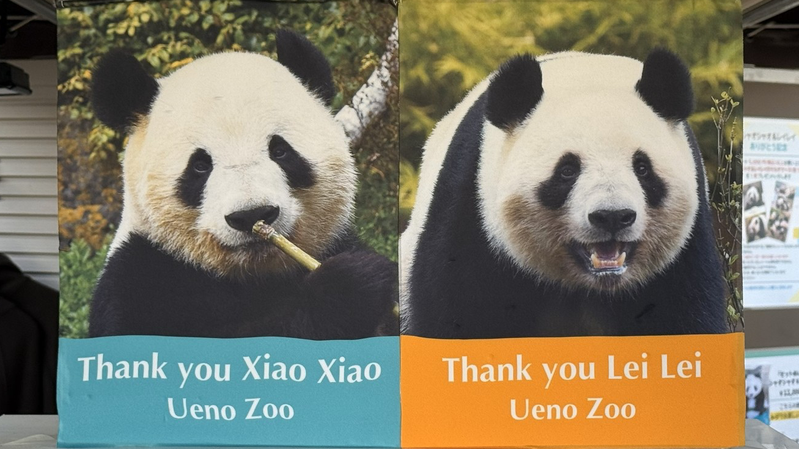 Twin_Pandas_Xiao_Xiao___Lei_Lei_to_Leave_Ueno_Zoo