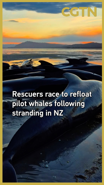 Volunteers_Race_to_Refloat_Stranded_Pilot_Whales_in_NZ_poster - Namaste Headlines Volunteers_Race_to_Refloat_Stranded_Pilot_Whales_in_NZ video poster