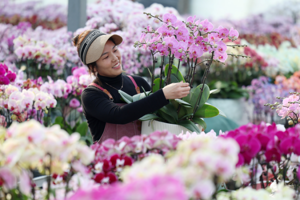 Shandong’s New Year Flower Boom Uplifts Farmers 🌸