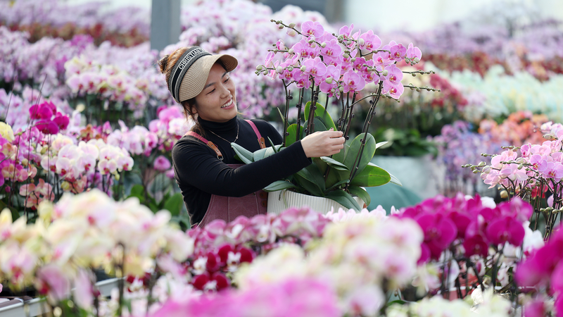 Shandong’s New Year Flower Boom Uplifts Farmers 🌸